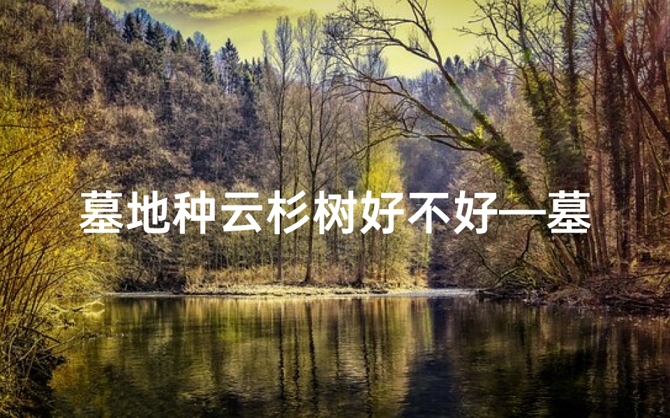 墓地种云杉树好不好—墓地可栽杉树风水之谜