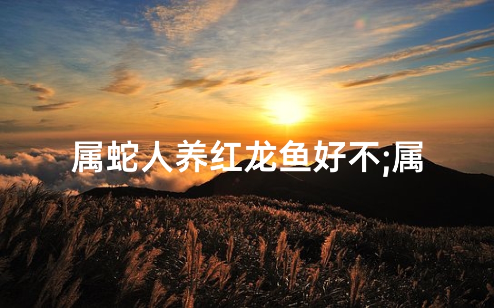属蛇人养红龙鱼好不;属蛇男人养龙鱼合适吗?揭秘生肖与风水奥秘