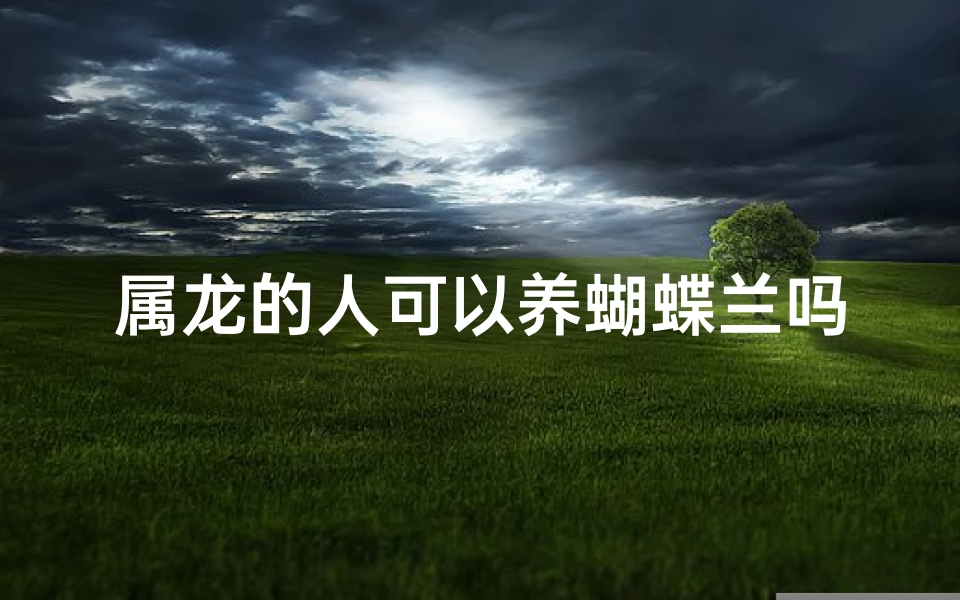 属龙的人可以养蝴蝶兰吗—属龙人养蝴蝶兰:吉凶宜忌大揭秘