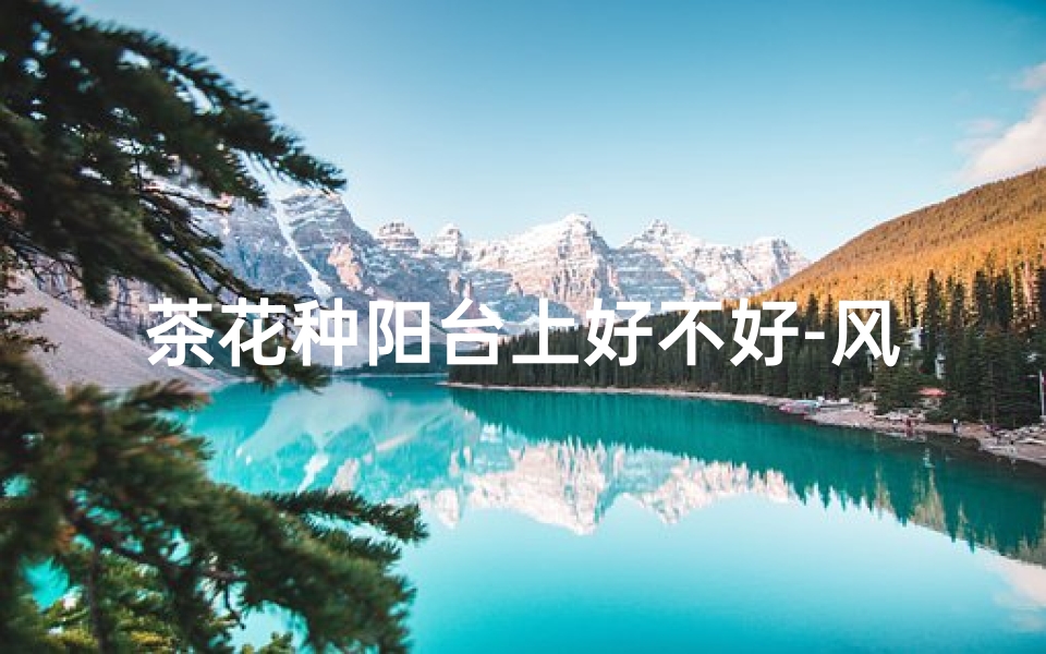 茶花种阳台上好不好-风水茶花摆阳台合适吗?