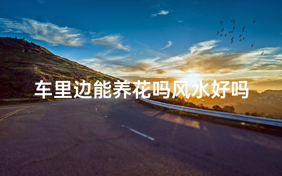 车里边能养花吗风水好吗