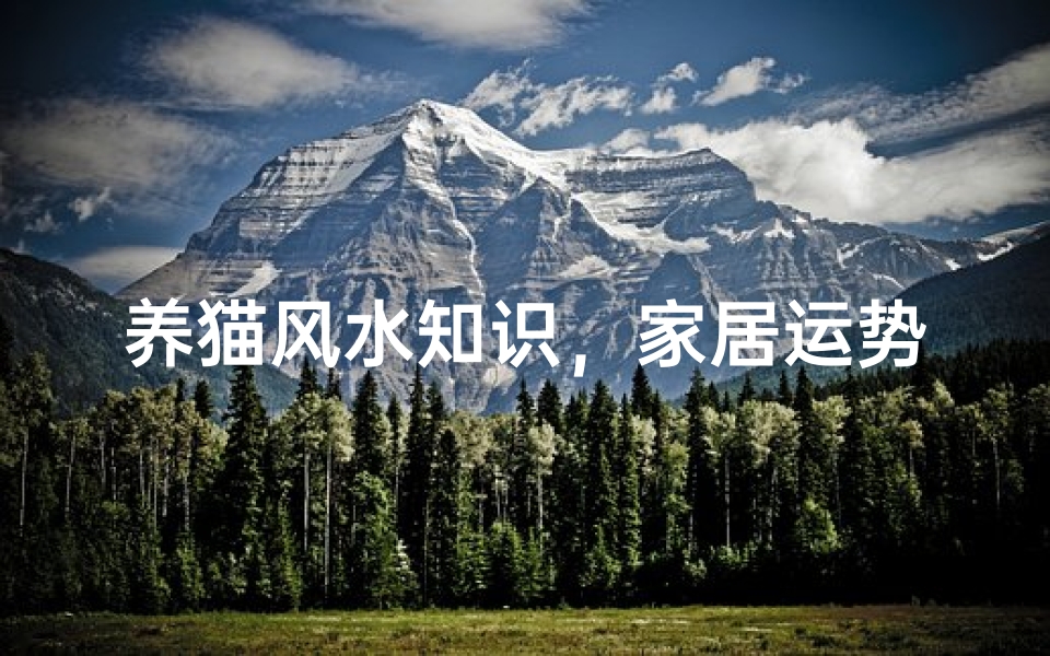 养猫风水知识，家居运势与宠物养护的完美结合