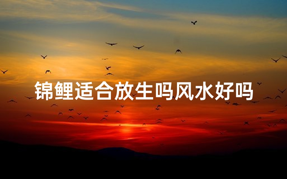 锦鲤适合放生吗风水好吗;锦鲤放生风水解析:适合放生吗?