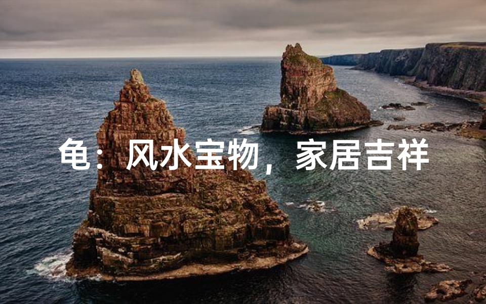 龟:风水宝物,家居吉祥物