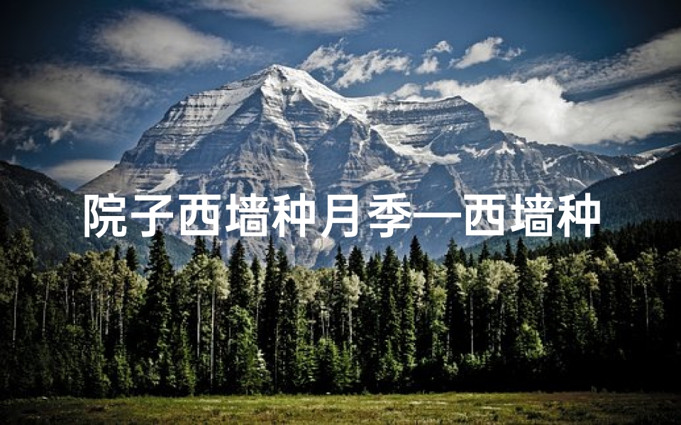 院子西墙种月季—西墙种月季风水禁忌揭秘