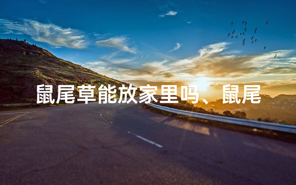 鼠尾草能放家里吗、鼠尾草摆房间风水佳否?家居摆放指南