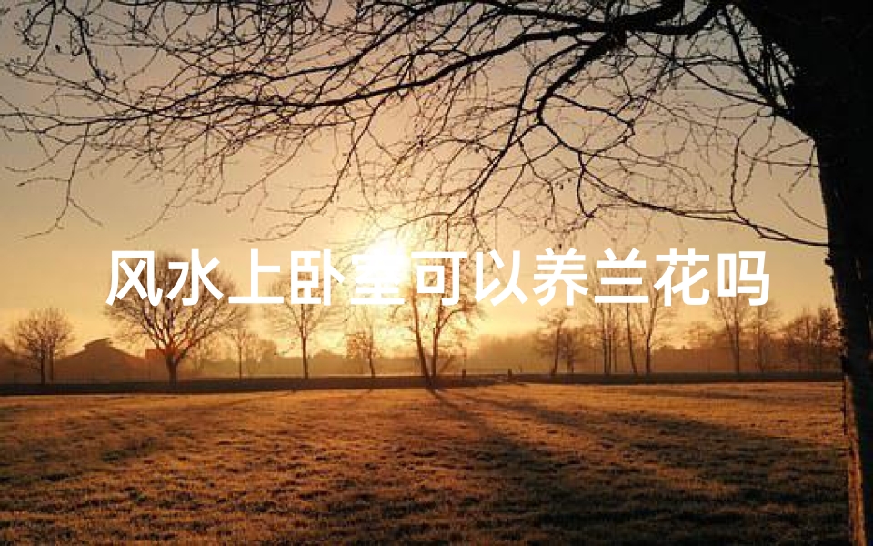 风水上卧室可以养兰花吗—卧室养兰花行吗