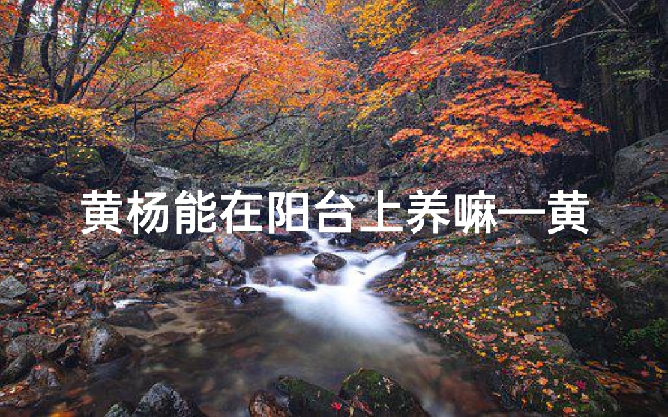 黄杨能在阳台上养嘛—黄杨室外栽植风水解析:适宜家居还是不宜?