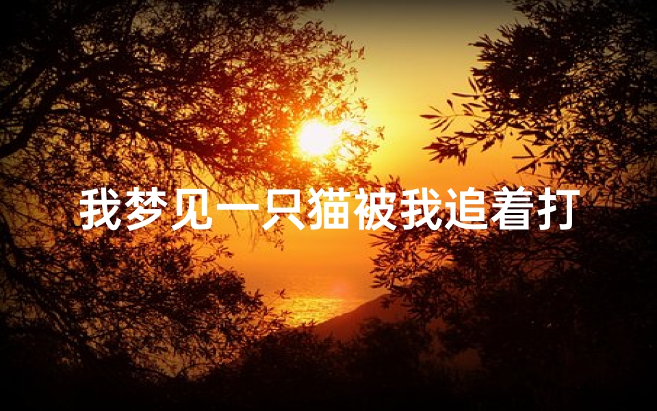 我梦见一只猫被我追着打、我梦见一只猫被我追着打了