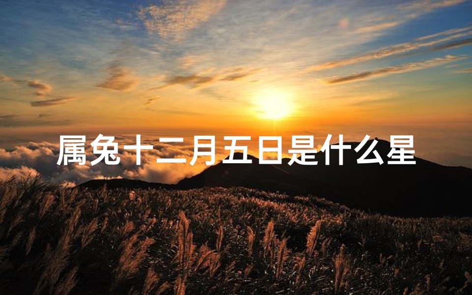 属兔十二月五日是什么星座(查一下我是什么星座)