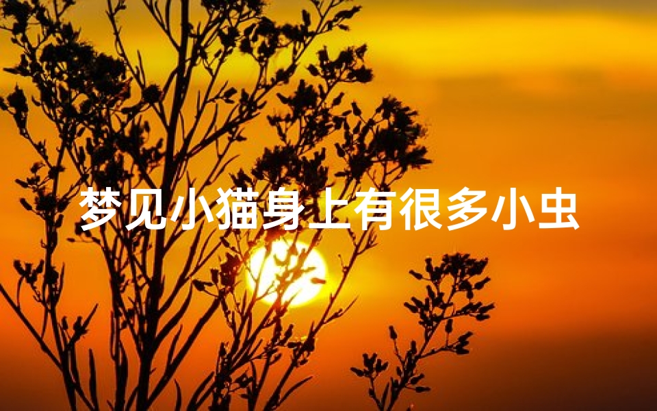 梦见小猫身上有很多小虫子(梦见小猫身上有很多小虫子什么意思)