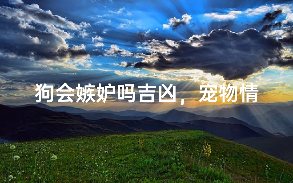 狗会嫉妒吗吉凶,宠物情绪背后的行为学解析与民俗寓意