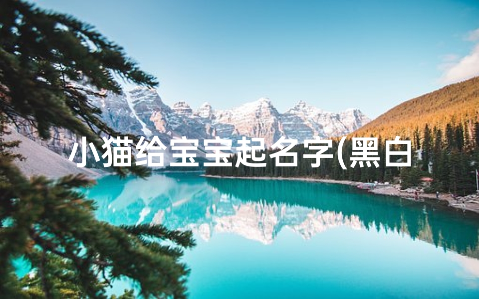 小猫给宝宝起名字(黑白相间的小猫取名)