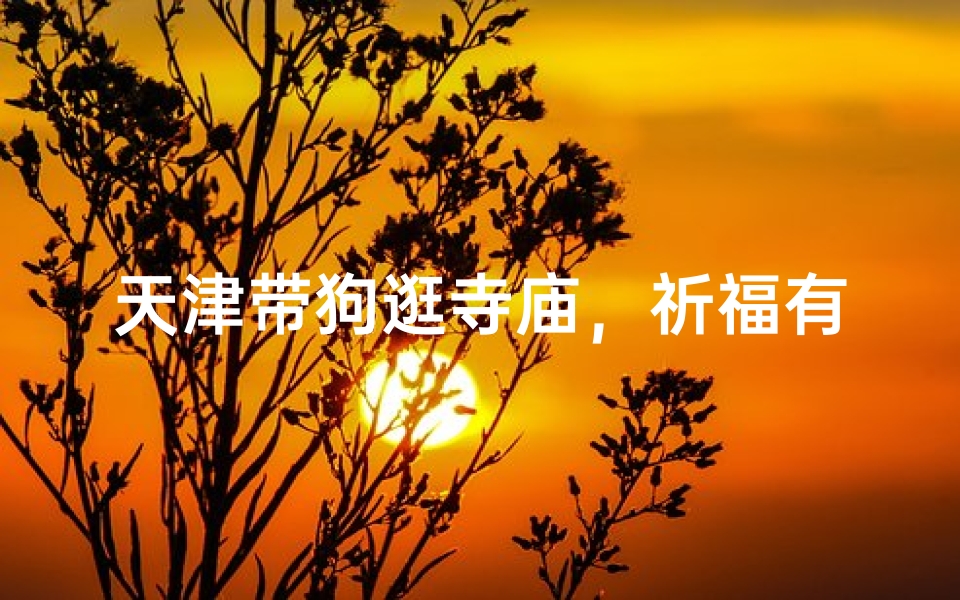 天津带狗逛寺庙,祈福有新意