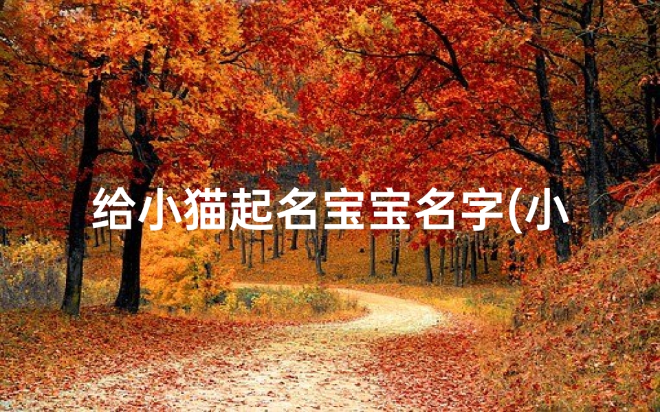 给小猫起名宝宝名字(小猫名字可爱洋气母猫)
